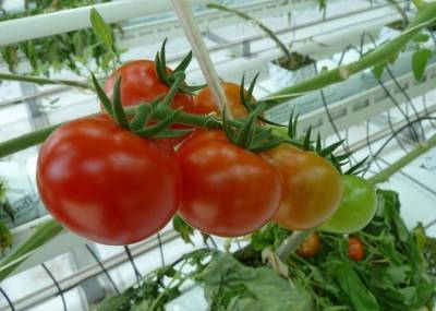 Почему помидоры в теплице имеют внутри белые жесткие прожилки и твердую сердцевину