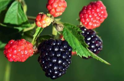 Ученые назвали малину ягодой долголетия