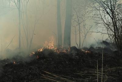 Лесной пожар в Якутии дошел до населенного пункта