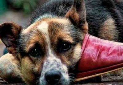Зеленский подписал ужесточение ответственности за жестокое обращение с животными