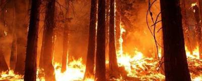 МЧС: Задымление от лесных пожаров достигло 392 населенных пункта Красноярского края