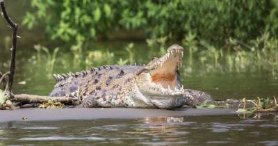 Крокодилы растерзали военнослужащих в Австралии