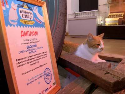 Самый культурный кот России живет в Смоленске