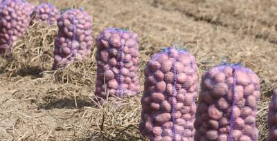 Белгидромет: погодные условия для формирования урожая картофеля благоприятные
