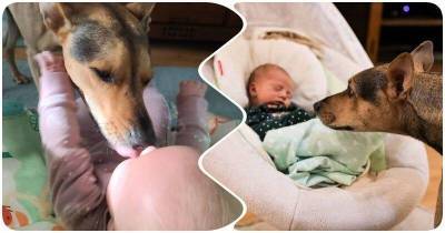 Младенец и собака подружились с первых дней встречи – и даже держатся за руки