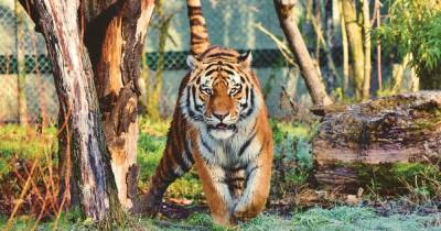 Тигр загрыз работника сафари-парка в Чили