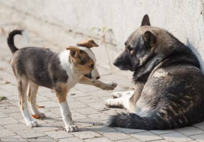 В Лисичанске за бюджетные средства будут стерилизовать бездомных собак