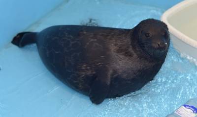В Петербурге идет на поправку тюлененок, у которого останавливалось сердце