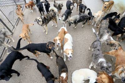 Следователи проверят информацию о стае агрессивных собак на улицах Великого Новгорода