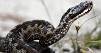 В Ленобласти подросток попал в реанимацию после укуса ядовитой змеи