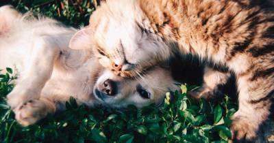 В Британии больных кошек стали лечить переливанием крови собак