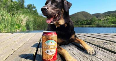 Заменяющее корм пиво для собак выпустили в США