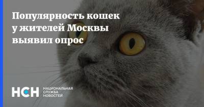 Популярность кошек у жителей Москвы выявил опрос