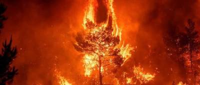 Жители Афин жалуются на невыносимое качество воздуха из-за лесных пожаров