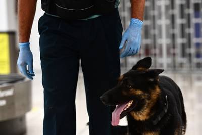 Получивший пять ножевых ранений в голову служебный пес вернулся на работу