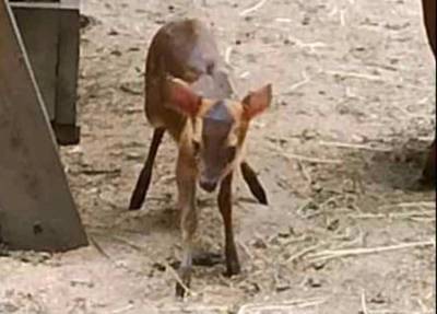 «Не верблюд, и не ишак»: в Одесском зоопарке милое пополнение