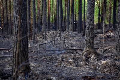 Число лесных пожаров на юге Турции сократилось вдвое