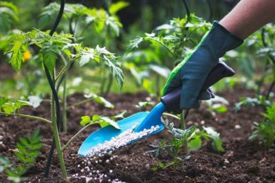 Агроном дала советы по удобрениям начинающим огородникам