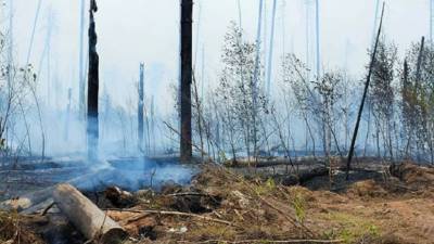 В МЧС рассказали о ситуации с пожаром в заповеднике имени Смидовича в Мордовии