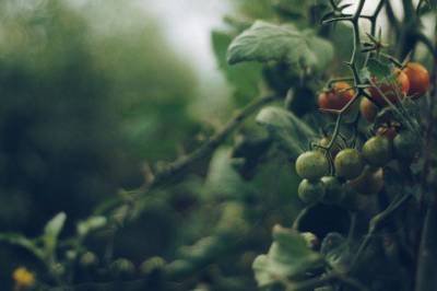 Как правильно поливать помидоры в теплице: ошибки, которые лишают урожая