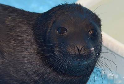Волонтёры рассказали, как спасённый в Ленобласти тюленёнок чуть не умер во время «обеда»