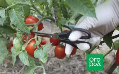 7 обязательных процедур, которые нужно сделать с томатами в августе