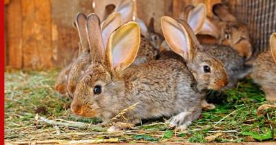 Ушастые друзья: как выбрать и содержать кролика дома
