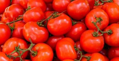 Испанцы раскрыли секреты выбора лучших помидоров
