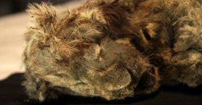 Доисторические котята: В Якутии нашли уникальные мумии двух пещерных львят