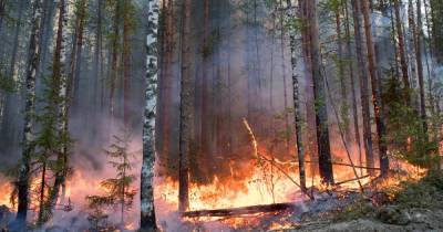 Красноярский край накроет мгла от лесных пожаров