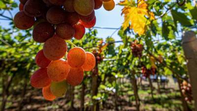 Эксперт оценил перспективы крымского виноделия