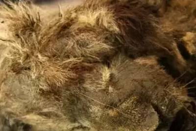 В Якутии обнаружили двух замороженных львят возрастом более 43 тысяч лет