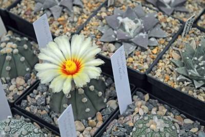 Выставка декоративных цветов открылась в ботаническом саду Томска