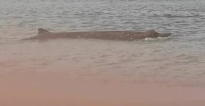 "Дышит, жалко": У берегов Сахалина на мель выбросился кит