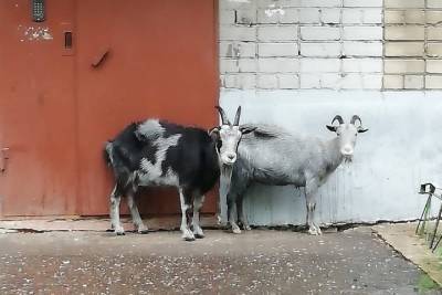 В Ярославле в жилом районе пасутся козы
