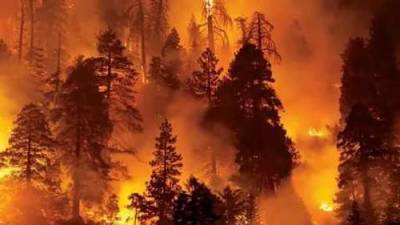 Лесные пожары в Греции продолжают разрастаться