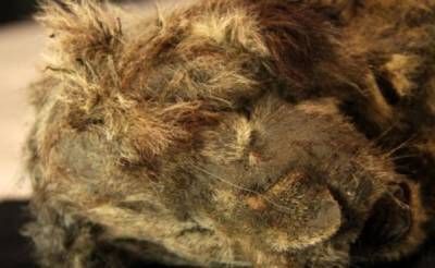 В Якутии нашли двух замороженных львят возрастом более 43 тысяч лет