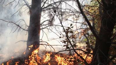 Башкирские спасатели борются с лесными пожарами на площади более 1600 га