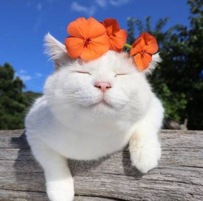 Международный день кошек: смешные фото хвостатых питомцев