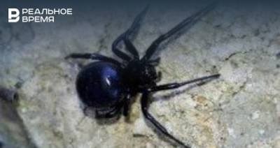 В казанском парке заметили ядовитого паука