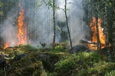 В России за сутки потушили 51 лесной пожар