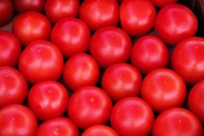 Почему помидоры внутри пустые: что не так делают огородники в теплице