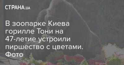 В зоопарке Киева горилле Тони на 47-летие устроили пиршество с цветами. Фото