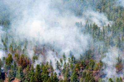 Дым от лесных пожаров в России достиг Северного полюса