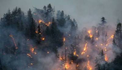 В Турции локализовали 196 из 208 очагов лесных пожаров