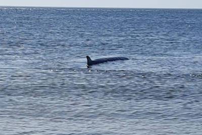 На Сахалине кита выбросило на отмель