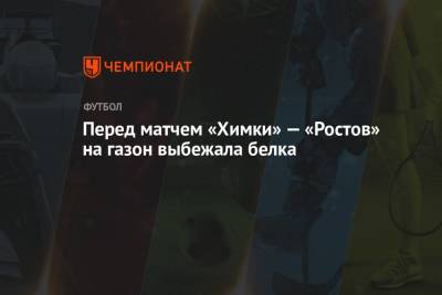 Перед матчем «Химки» — «Ростов» на газон выбежала белка