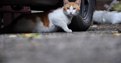 В Москве мальчик попал в ДТП, пытаясь достать из-под машины котёнка
