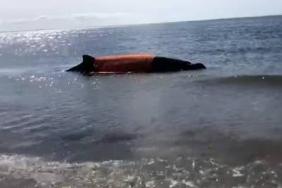 На Сахалине пытаются спасти выбросившегося на берег кита
