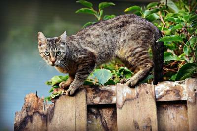 Ветеринары в Удмуртии назвали небезопасную высоту падения для кошек